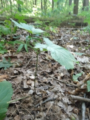 Sanicula canadensis canadensis