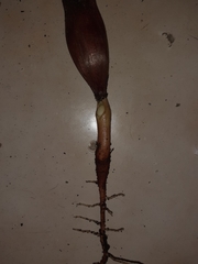 Araucaria angustifolia