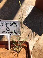 Lophiocarpus polystachyus