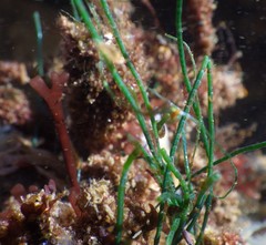 Chaetomorpha linum