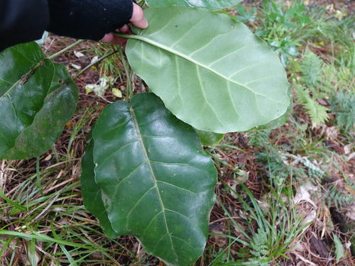 Meryta sinclairii