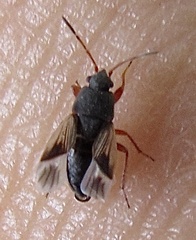 Malezonotus rufipes
