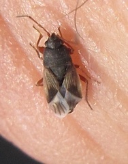 Malezonotus rufipes