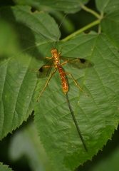 Megarhyssa greenei