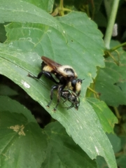 Laphria grossa