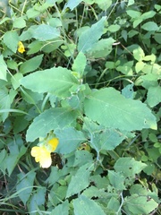 Impatiens pallida
