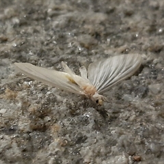 Ephemeroptera