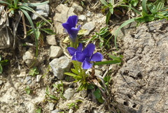 Gentianopsis ciliata ciliata