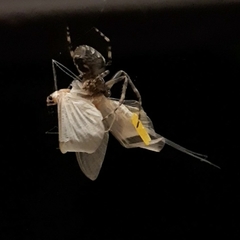Ephemeroptera