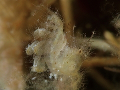 Phycocaris simulans