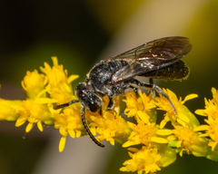 Sphecodes heraclei heraclei