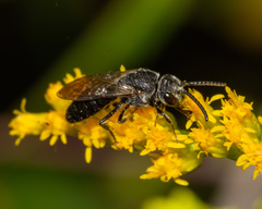 Sphecodes heraclei heraclei