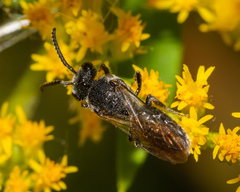 Sphecodes heraclei heraclei