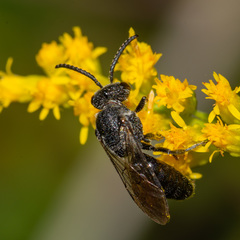 Sphecodes heraclei heraclei