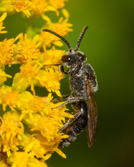 Sphecodes heraclei heraclei