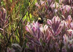 Bombus crotchii