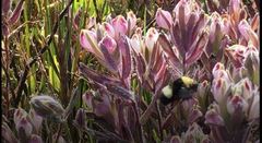 Bombus crotchii