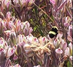 Bombus crotchii