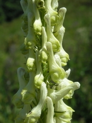 Aconitum orientale