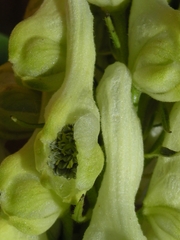 Aconitum orientale