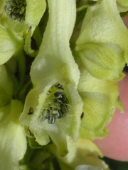 Aconitum orientale
