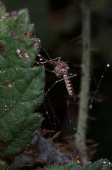Culiseta particeps