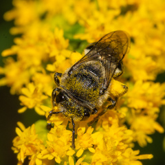 Colletes simulans armatus