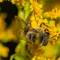 Colletes simulans armatus