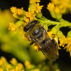 Colletes simulans armatus