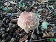 Amanita rubescens