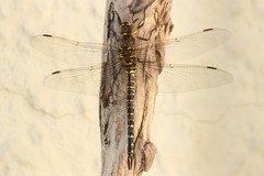 Aeshna interrupta