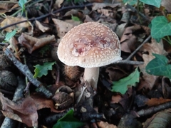 Amanita rubescens