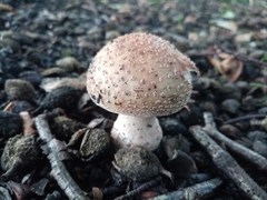 Amanita rubescens