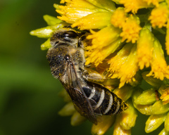 Colletes simulans armatus