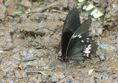 Papilio anchisiades image