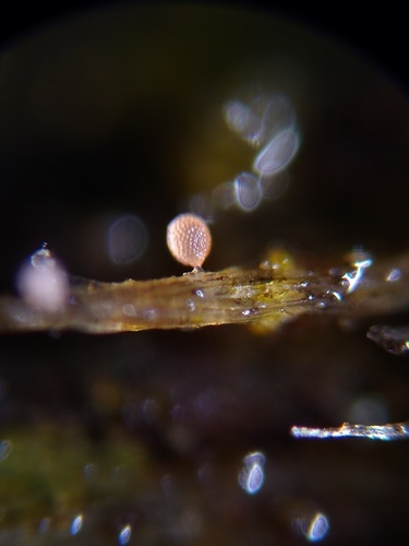 Genus Pocheina · iNaturalist