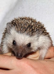 Atelerix albiventris