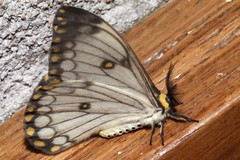 Pseudaphelia apollinaris