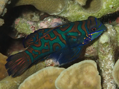 Synchiropus splendidus