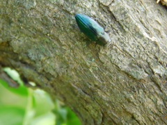 Chrysobothris analis