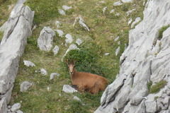 Rupicapra pyrenaica parva