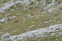 Rupicapra pyrenaica parva