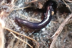 Kontikia ventrolineata