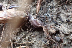 Kontikia ventrolineata