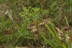 Euphorbia portlandica