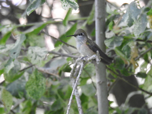 Calliope Hummingbird photographed in Idaho