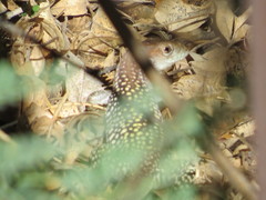 Aspidoscelis stictogrammus