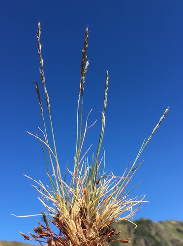 Festuca saximontana var. purpusiana