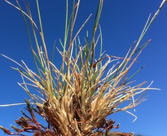 Festuca saximontana purpusiana