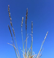 Festuca saximontana purpusiana
